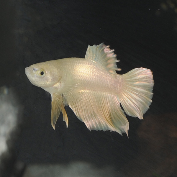 24K Gold Betta, Male