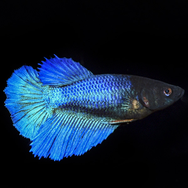 Halfmoon Betta, Female