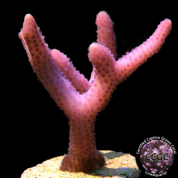LiveAquaria® CCGC Aquacultured Pink Thick Branch Birdsnest Coral LiveAquaria® CCGC Aquacultured Pink Thick Branch Birdsnest Coral