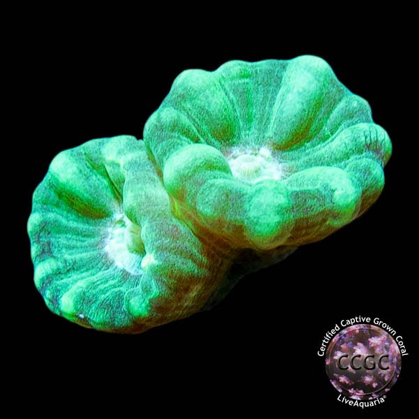 LiveAquaria® CCGC Aquacultured Blue Spruce Caulastrea Coral LiveAquaria® CCGC Aquacultured Blue Spruce Caulastrea Coral