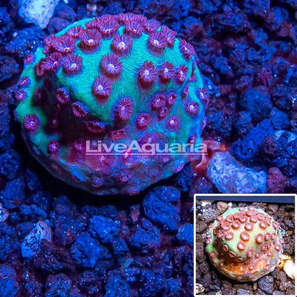 LiveAquaria® CCGC Aquacultured Green and Pink Cyphastrea Coral