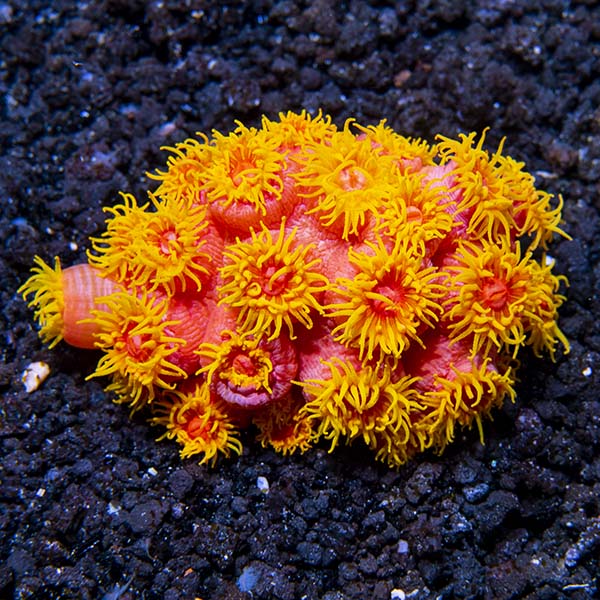 Tube Coral, Orange Tube Coral, Orange