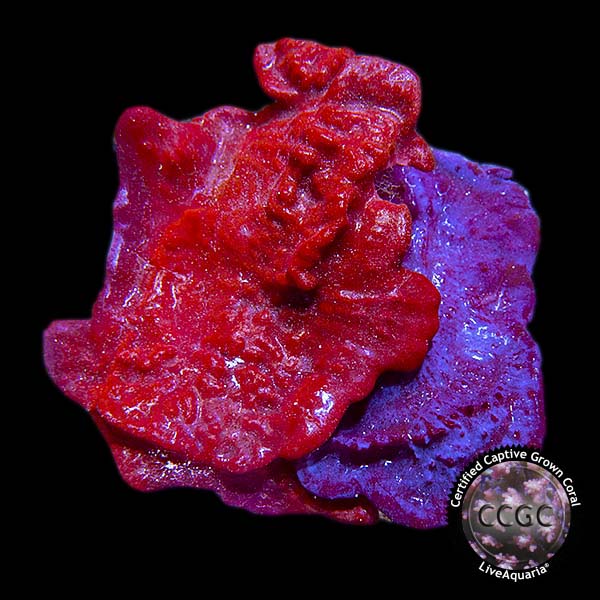 LiveAquaria® CCGC Aquacultured Photosynthetic Plating Red & Blue Sponge