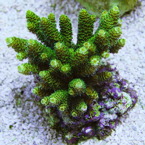Green Millepora Acropora Coral Green Millepora Acropora Coral