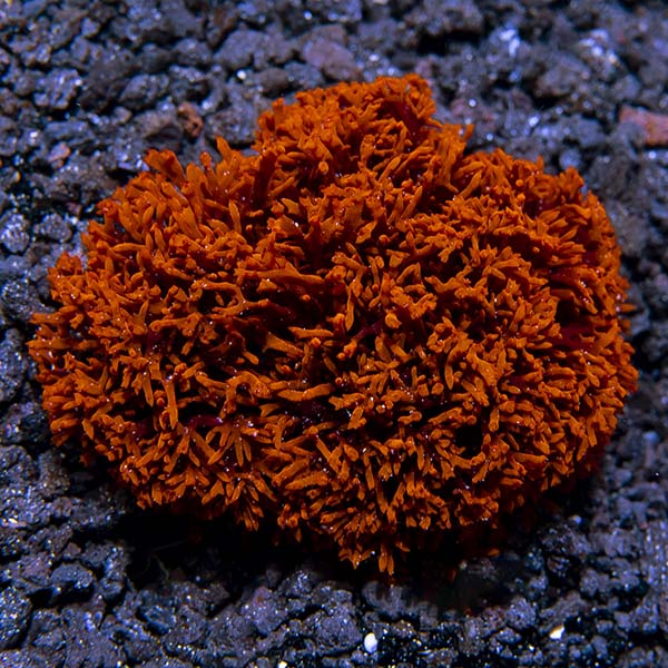 Dragon's Tongue Algae Dragon's Tongue Algae
