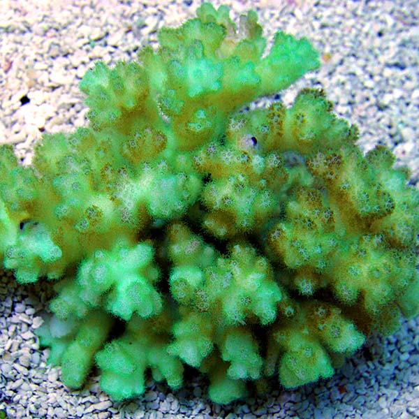 Green Cauliflower Pocillopora Coral Green Cauliflower Pocillopora Coral