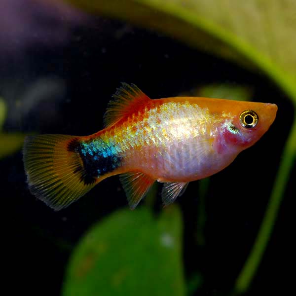Gold Mickey Mouse Platy Gold Mickey Mouse Platy