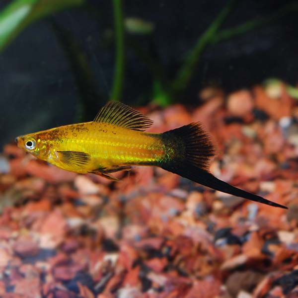 Marigold Wag Swordtail Group