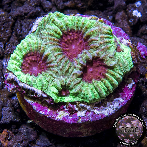 LiveAquaria® CCGC Aquacultured Red and Green Favia Coral