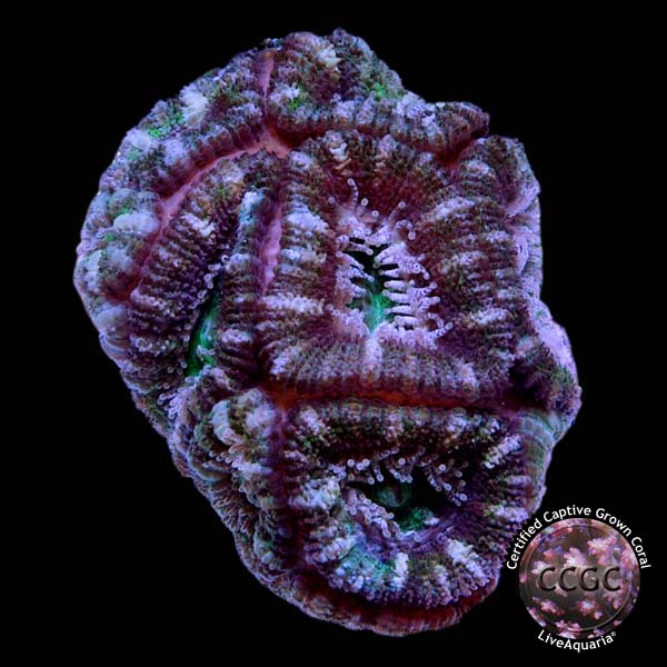 LiveAquaria® CCGC Aquacultured Aussie Lord Frag 3 Pack