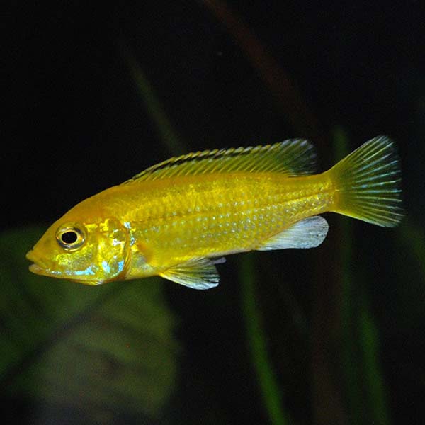 Mbuna Mixed Cichlid