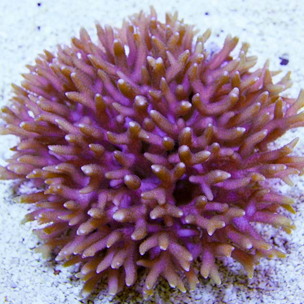 Birdsnest Coral Birdsnest Coral