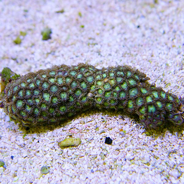 Colony Polyp, Ultra Colored