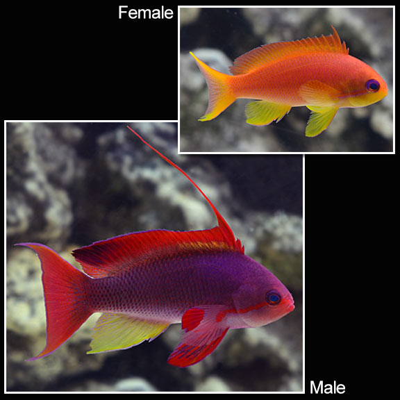 Lyretail Anthias Lyretail Anthias