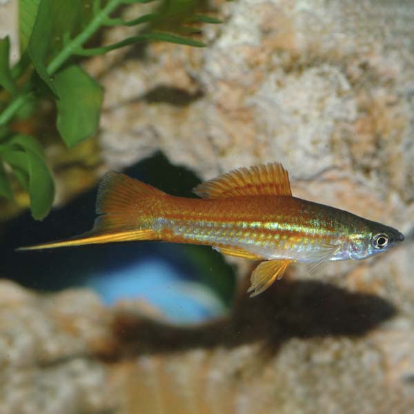 Assorted Swordtail Group