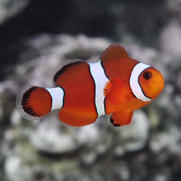 Captive-Bred Blood Orange Clownfish Captive-Bred Blood Orange Clownfish