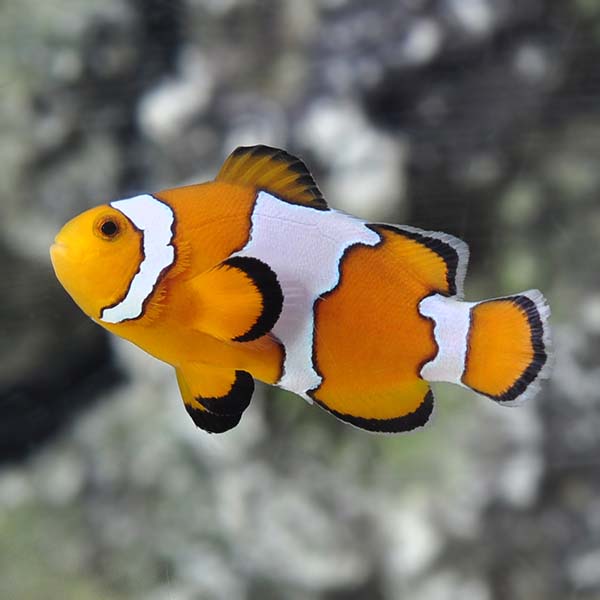 Proaquatix Captive-Bred Snowflake Clownfish