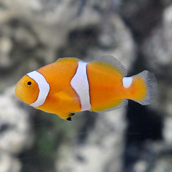 Captive-Bred Misbar Percula Clownfish Captive-Bred Misbar Percula Clownfish