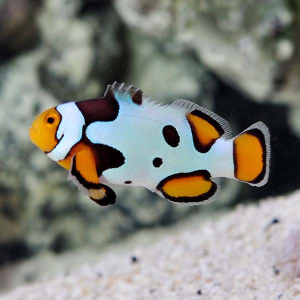 Captive-Bred Premium Onyx Picasso Percula Clownfish Captive-Bred Premium Onyx Picasso Percula Clownfish