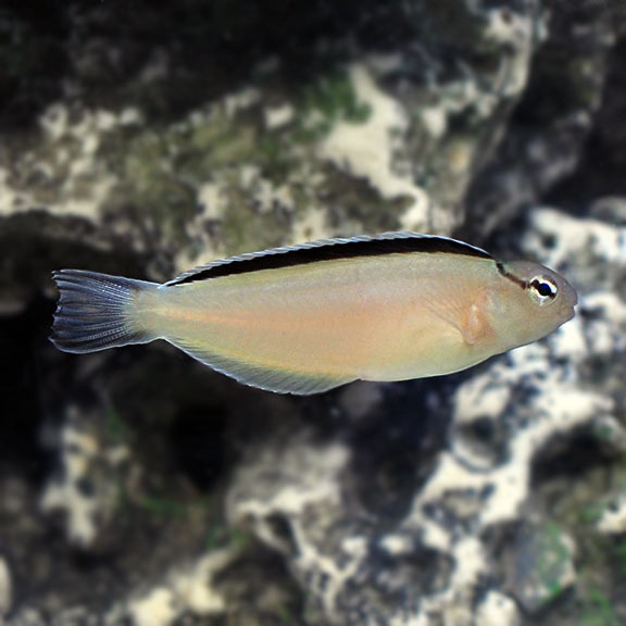 Smith's Blenny Smith's Blenny