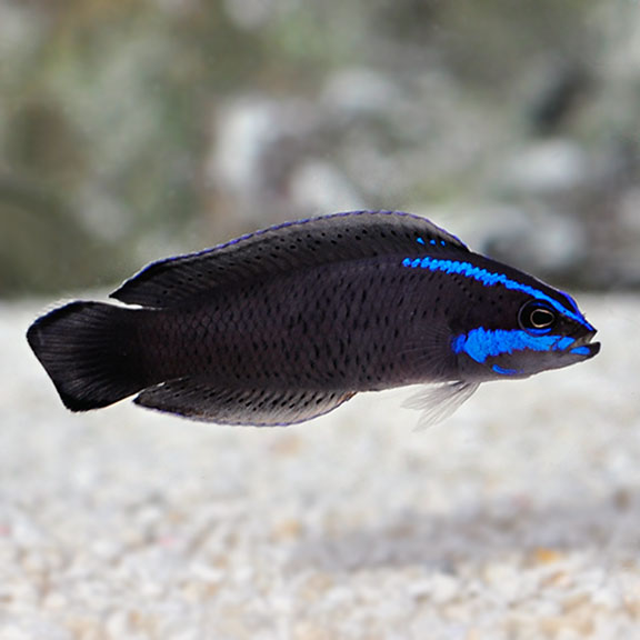 Springeri Dottyback, Captive-Bred