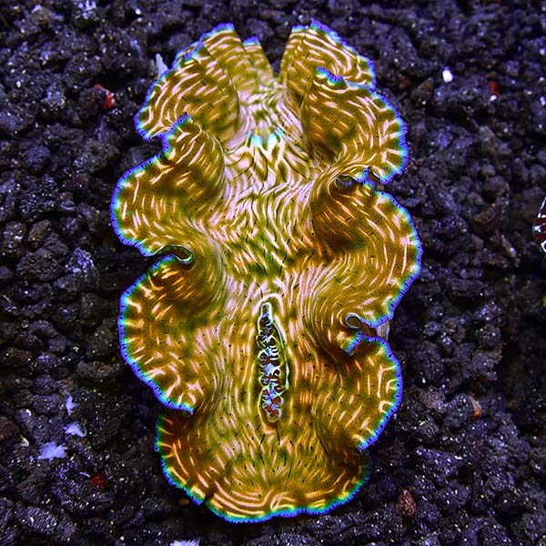  Aquacultured Derasa Clam