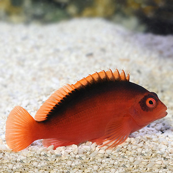 Flame Hawkfish Flame Hawkfish