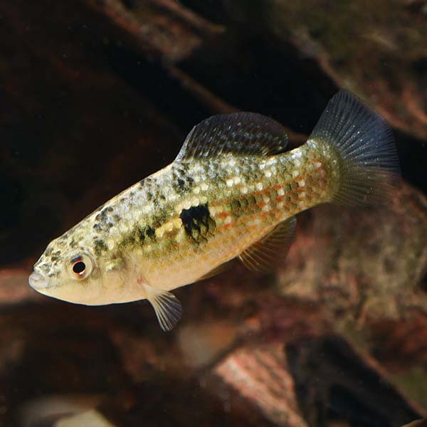 American Flagfish Group