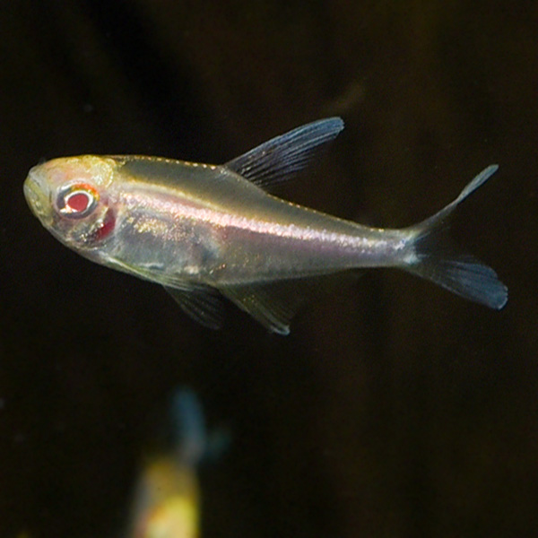 Black Neon Tetra, Albino Black Neon Tetra, Albino