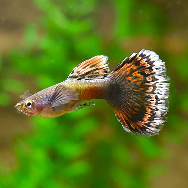 Dumbo Ear Dragon Guppy Group, Male