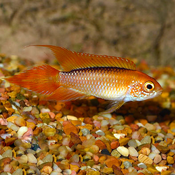 Dwarf Agassizii Flame Red Dwarf Agassizii Flame Red