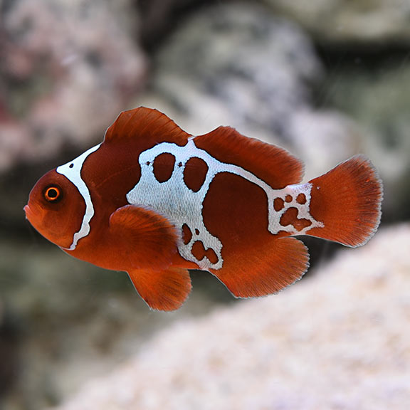 Captive-Bred GoldxLightning Maroon Clownfish Captive-Bred GoldxLightning Maroon Clownfish