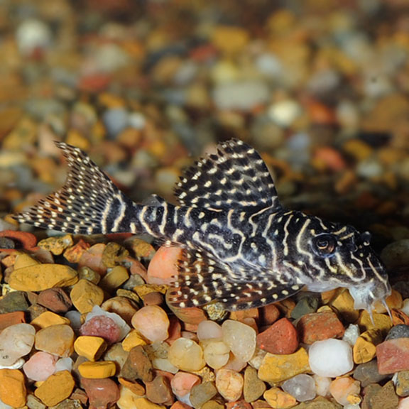 TCN Queen Arabesque Pleco (L-260) 