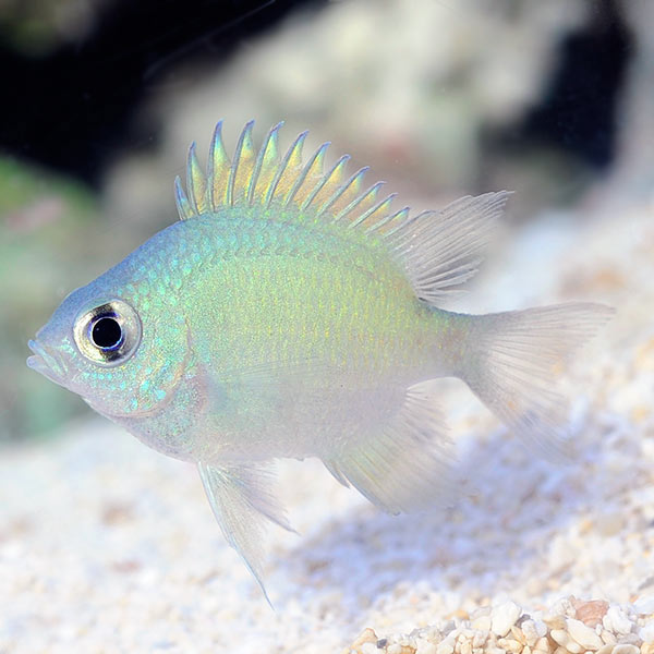 Ternate Damselfish