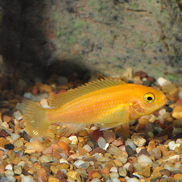 Red Zebra Cichlid