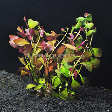 Ludwigia - Broad