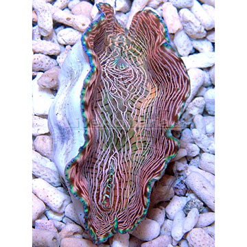 Derasa Clam, Tiger Striped, Aquacultured