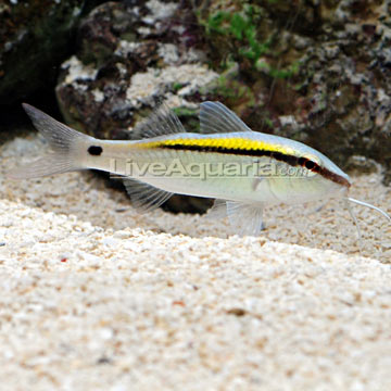 Yellow Back Goatfish