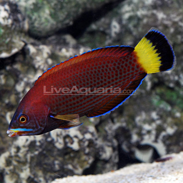 Chiseltooth Wrasse