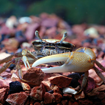 Fiddler Crab Group