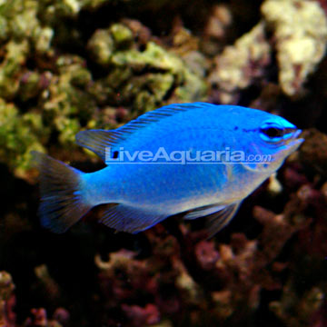 Blue Damselfish