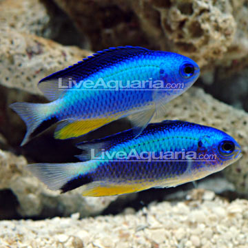 Allen's Damselfish