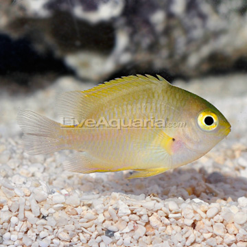 Yellow Damselfish 