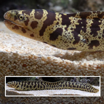 Chain Eel