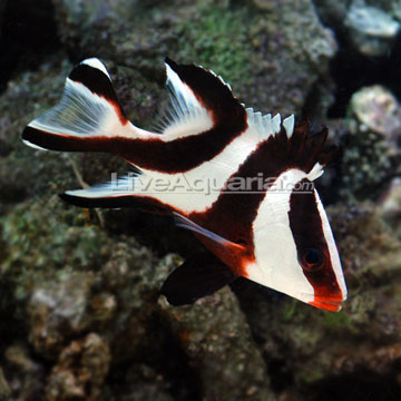 Emperor Red Snapper