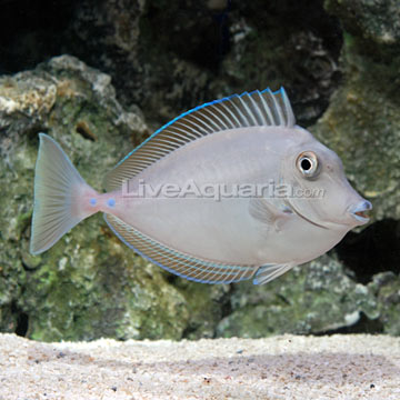 Bluespine Unicorn Tang