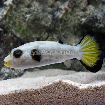 Immaculatus Puffer