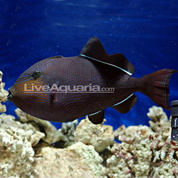Hawaiian Black Triggerfish Hawaiian Black Triggerfish