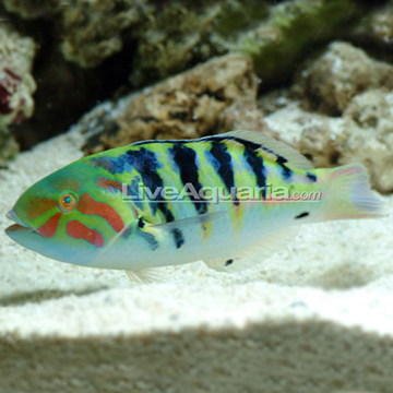 Hardwicke Wrasse