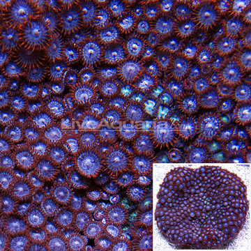 Colony Polyp, Horizon